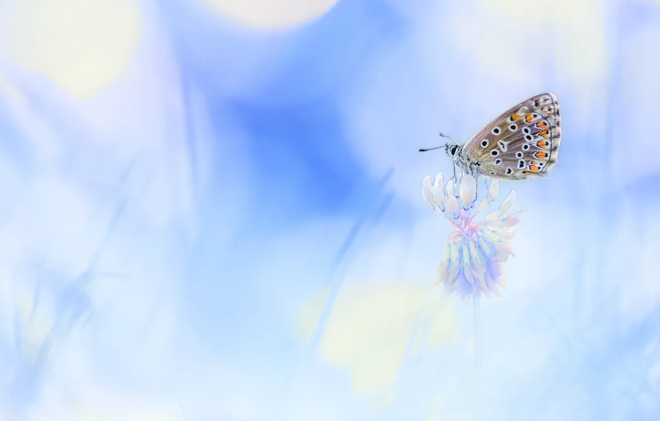 Photo wallpaper macro, light, flowers, background, butterfly, blur, clover, insect