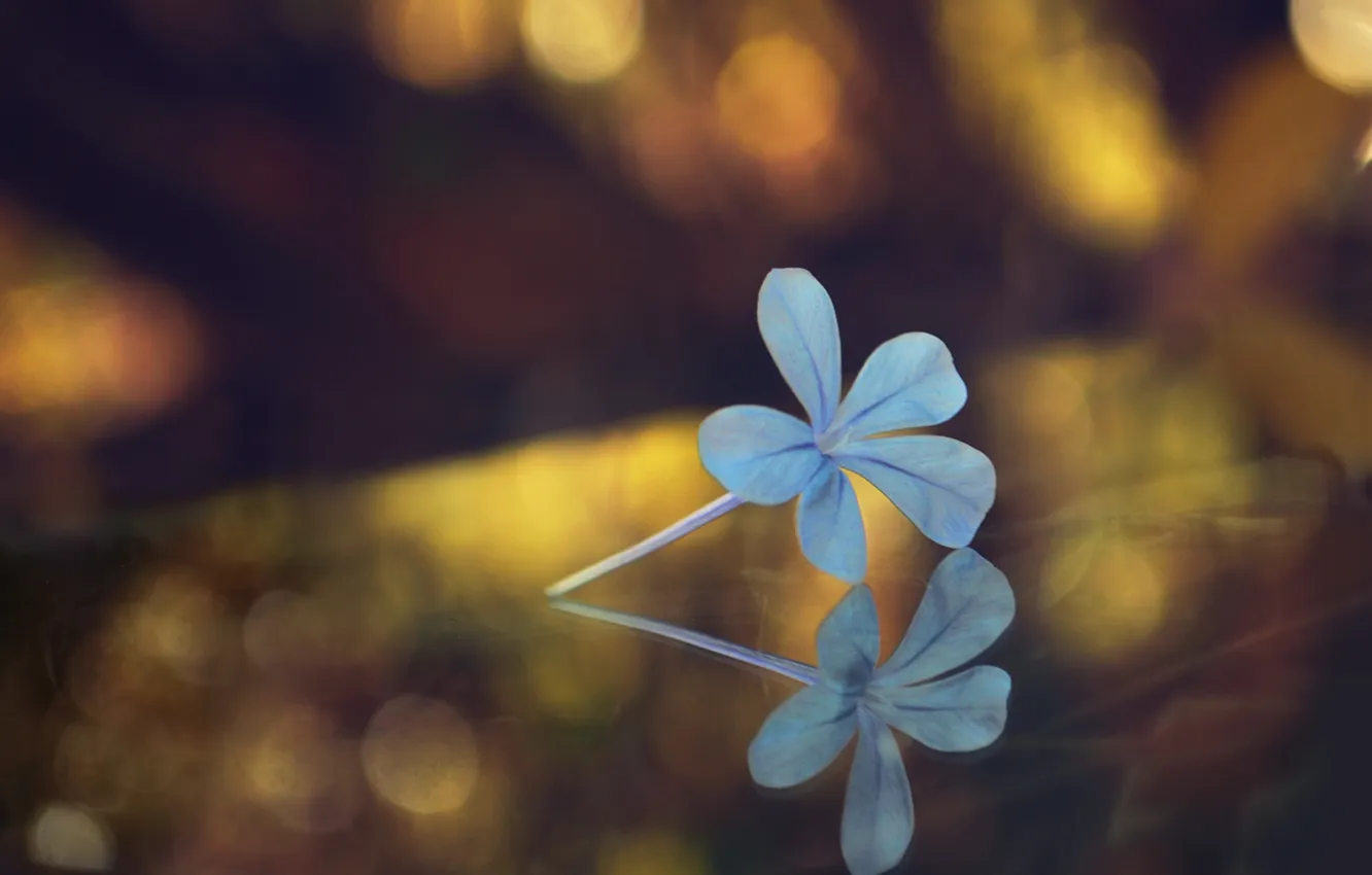 Photo wallpaper flower, reflection, bokeh