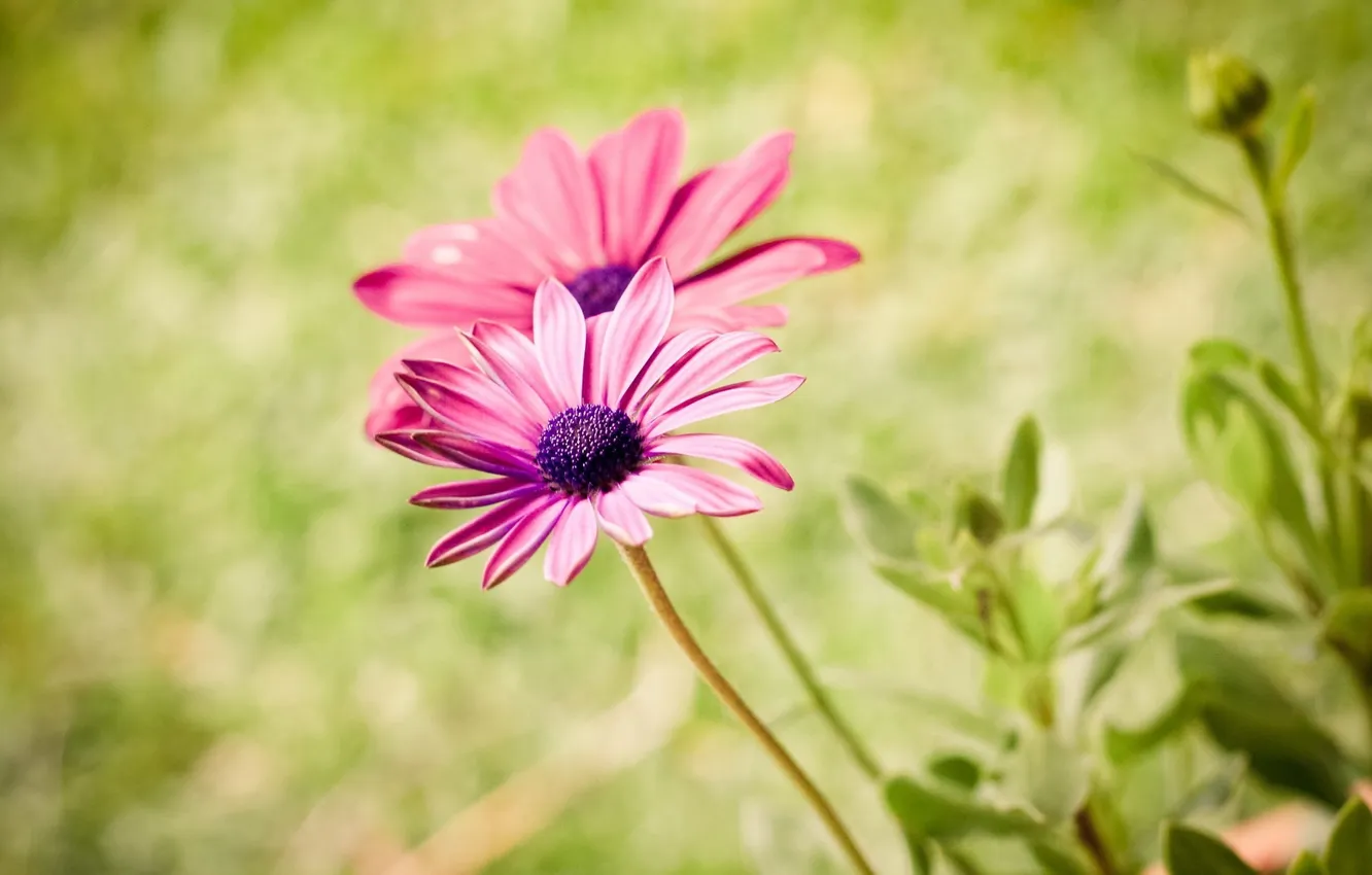 Photo wallpaper leaves, macro, flowers, pink