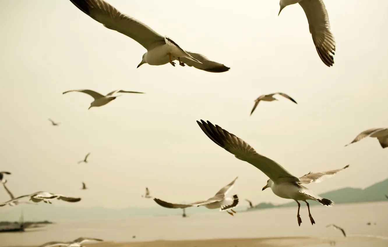 Photo wallpaper flight, landscape, photo, animal, bird, Wallpaper