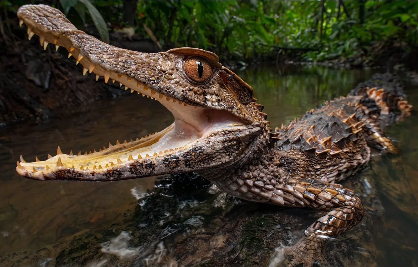 Photo wallpaper animal, predator, crocodile, predator, crocodile, reptile, Costa Rica, Costa Rica