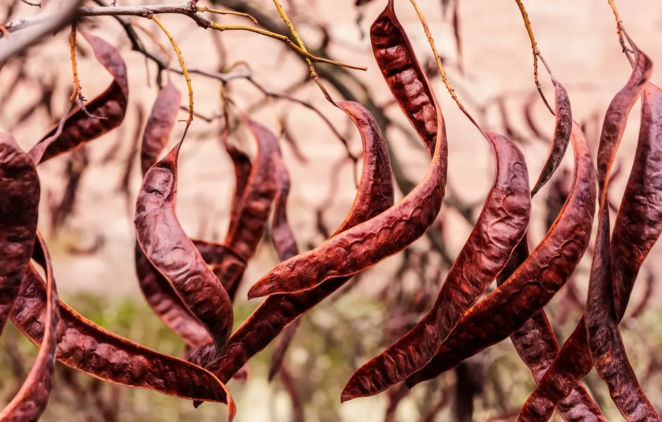 Photo wallpaper dance, fruits, Carob tree