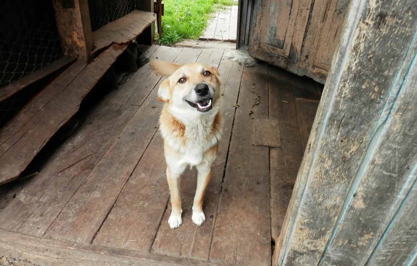Photo wallpaper smile, village, dog, dog