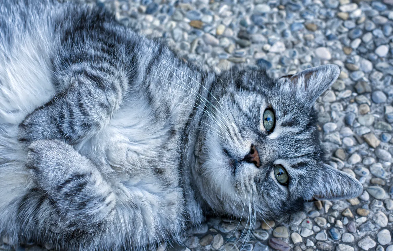 Photo wallpaper road, cat, cat, look, face, pebbles, stones, grey