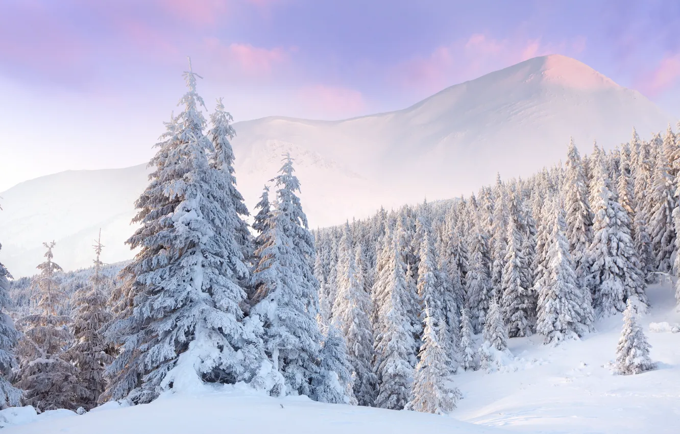 Photo wallpaper winter, forest, clouds, snow, dawn, tree