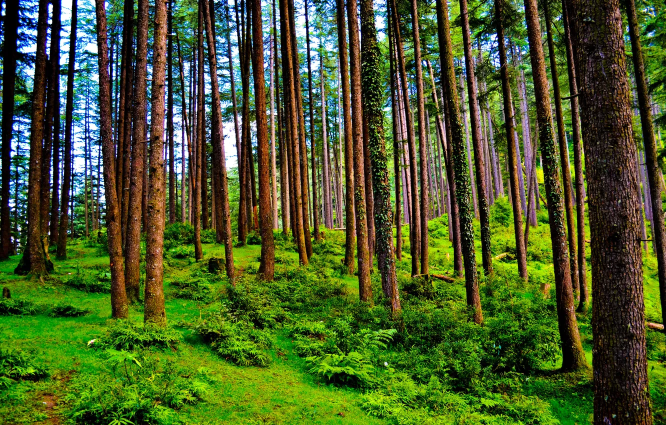 Photo wallpaper forest, trees, nature, needles