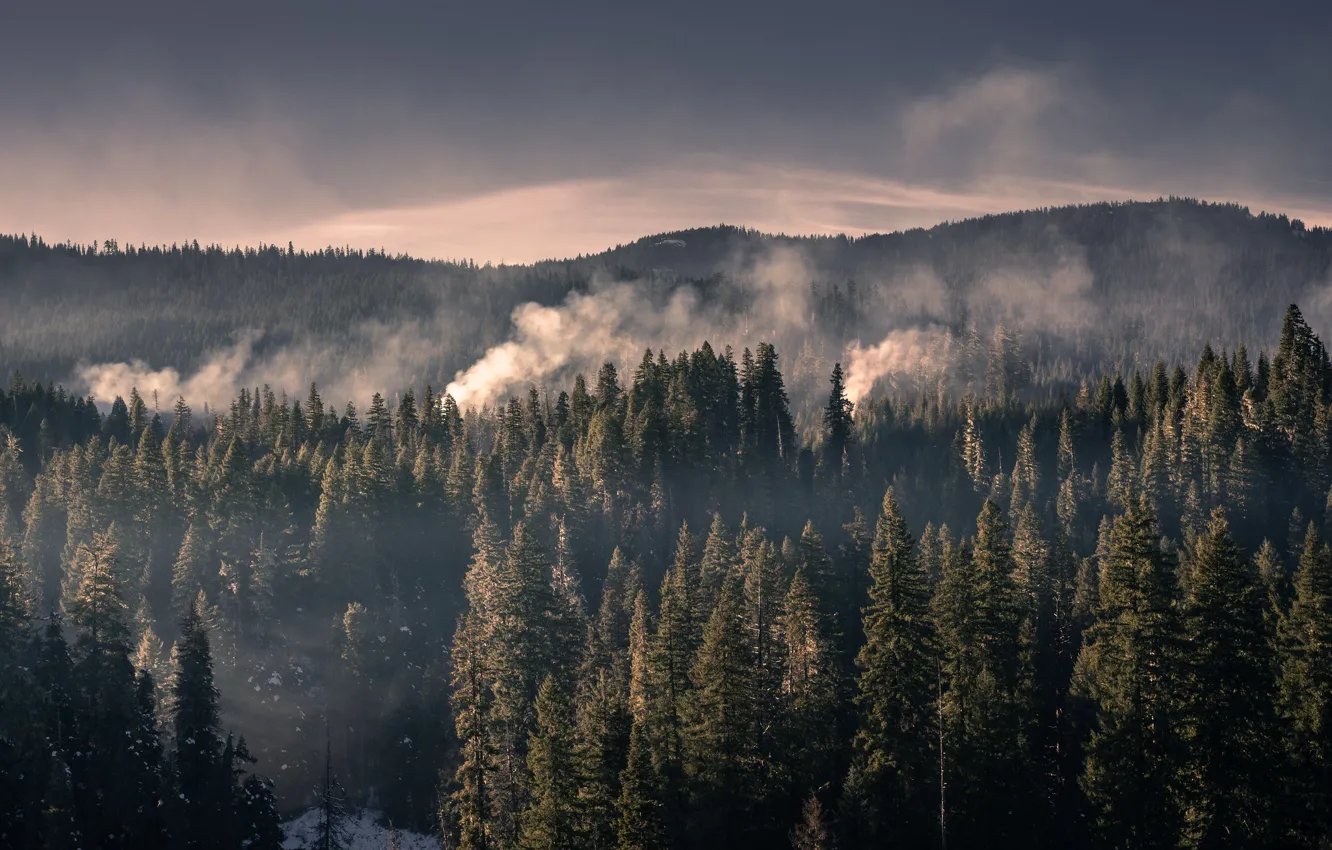 Photo wallpaper forest, mountains, nature