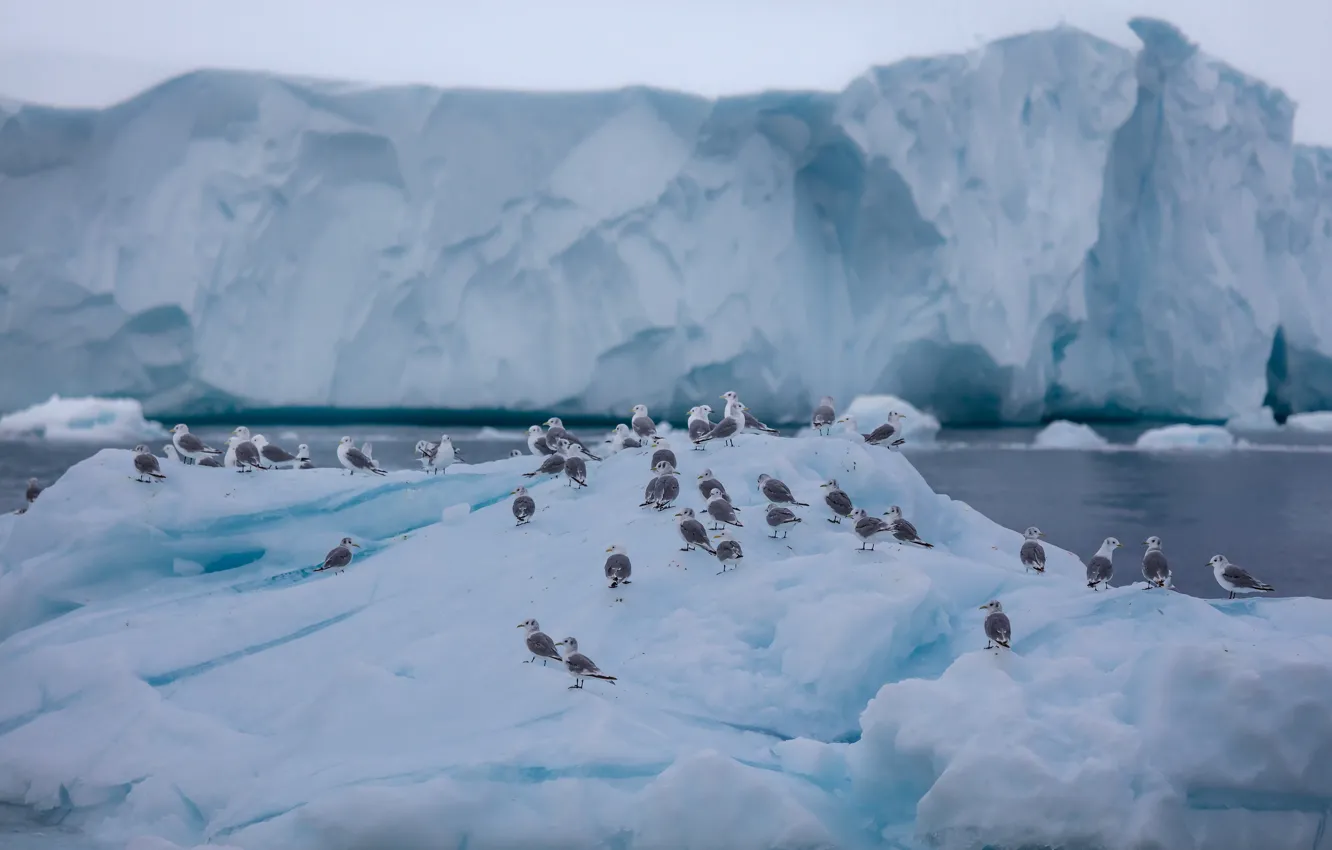 Photo wallpaper ice, winter, sea, snow, bird, seagulls, pack, glacier
