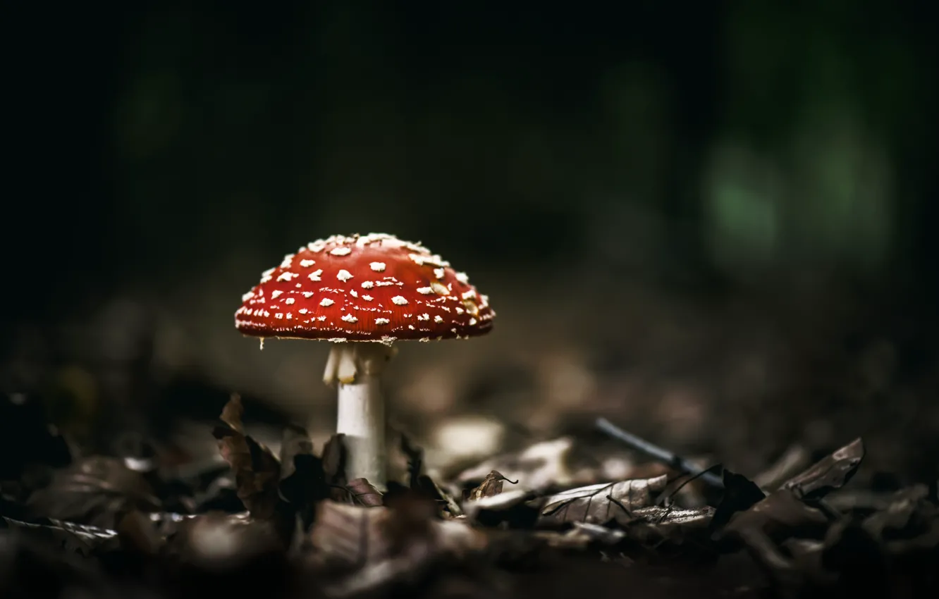 Photo wallpaper forest, nature, mushrooms, mushroom