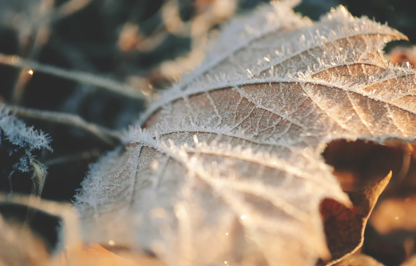 Photo wallpaper frost, sheet, maple