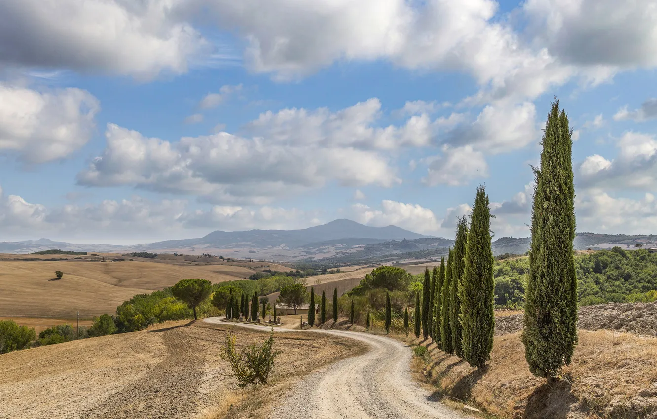 Photo wallpaper Italy, cypress, Tuscany