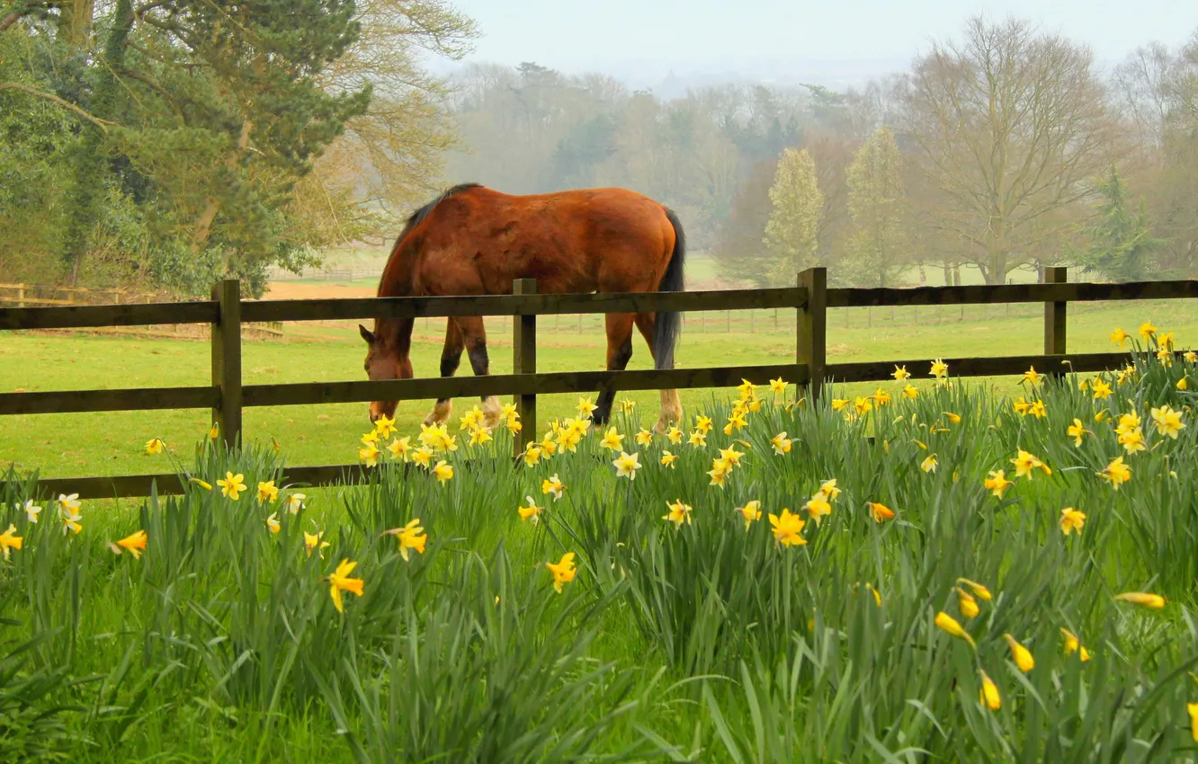 Photo wallpaper field, flowers, horse, horse, spring, daffodils, fence