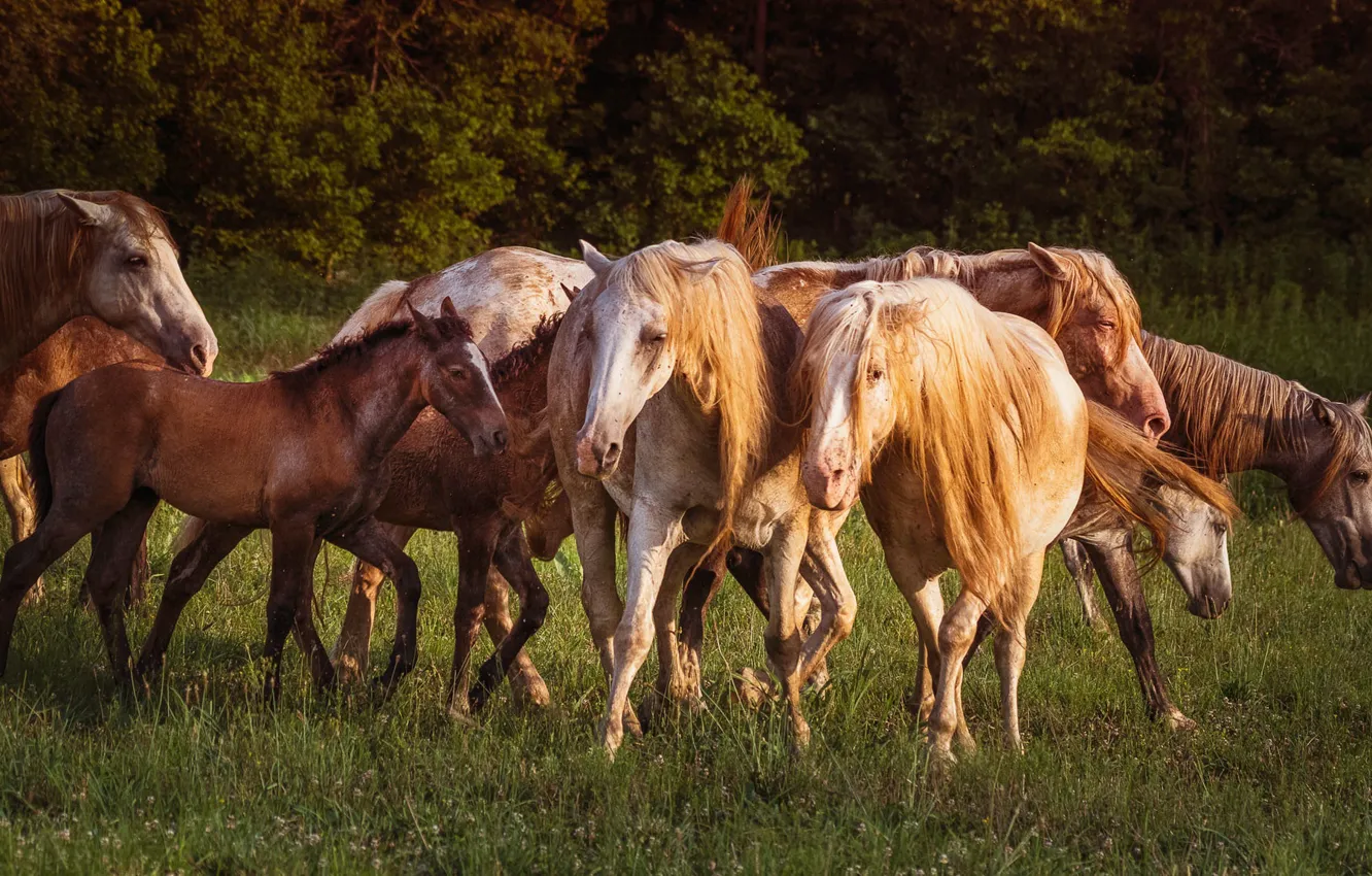 Photo wallpaper summer, nature, horse