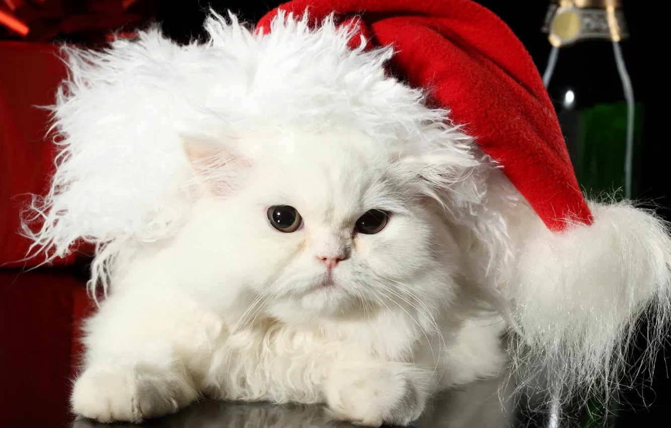 Photo wallpaper cat, white, cat, holiday, hat, new year, wool, fluffy