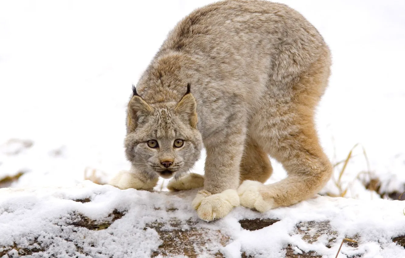 Photo wallpaper cats, lynx, wild cat