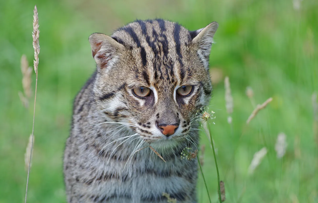 Photo wallpaper predator, muzzle, wild cat, fishing cat, kot Rybolov
