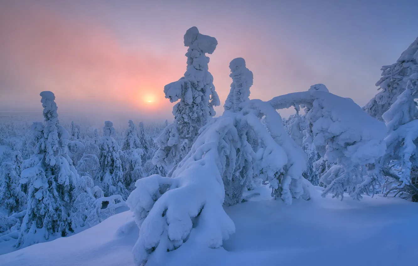 Photo wallpaper winter, forest, snow, trees, dawn, morning, ate, the snow