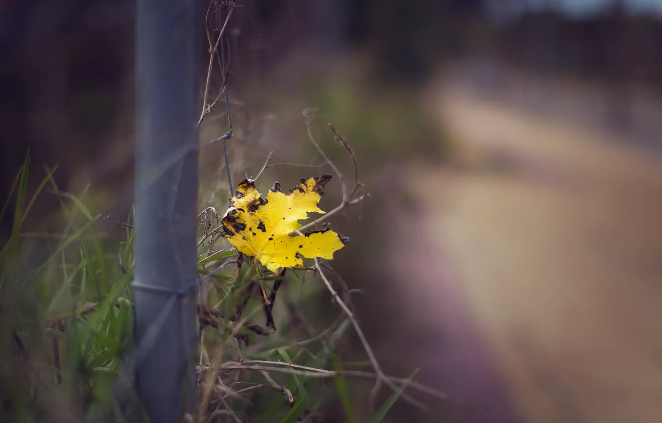 Photo wallpaper leaves, nature, background