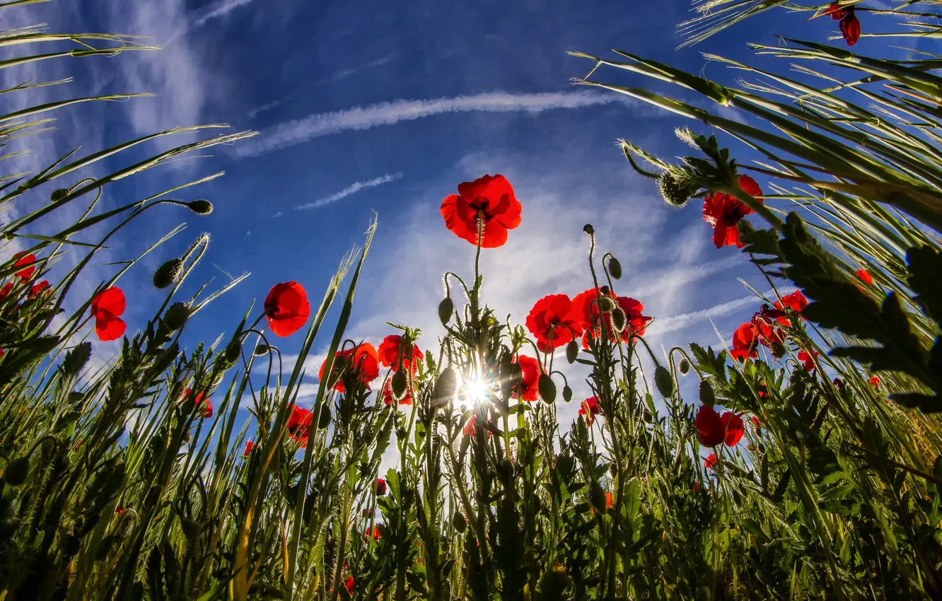 Photo wallpaper the sky, leaves, the sun, clouds, rays, light, flowers, red