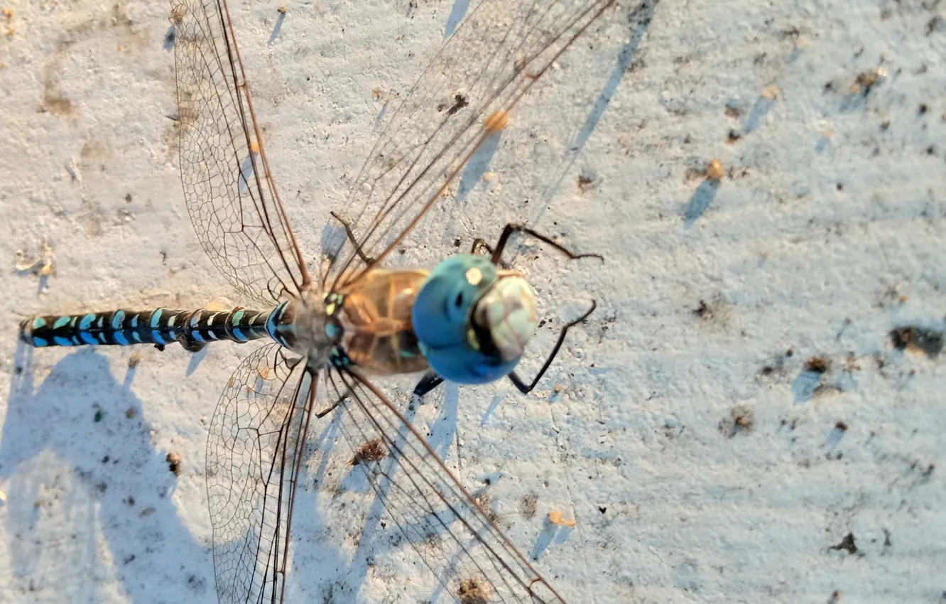 Photo wallpaper eyes, dragonfly, insect