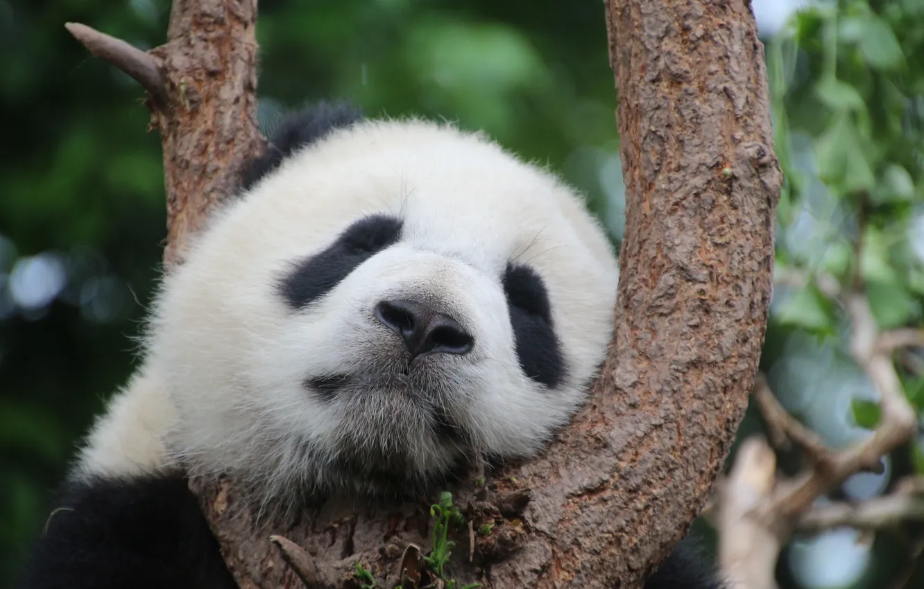 Photo wallpaper trees, nature, animal, Panda, fauna