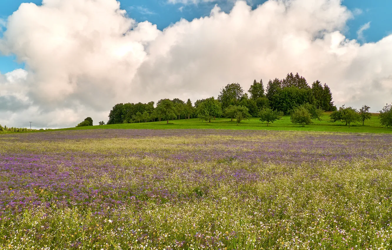 Photo wallpaper field, summer, clouds, trees, flowers, blue, meadow, space