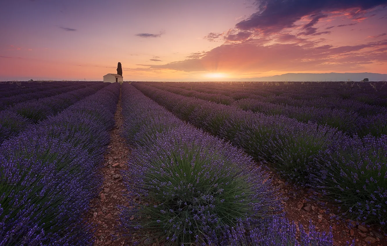 Photo wallpaper field, the sun, clouds, rays, trees, sunset, flowers, France