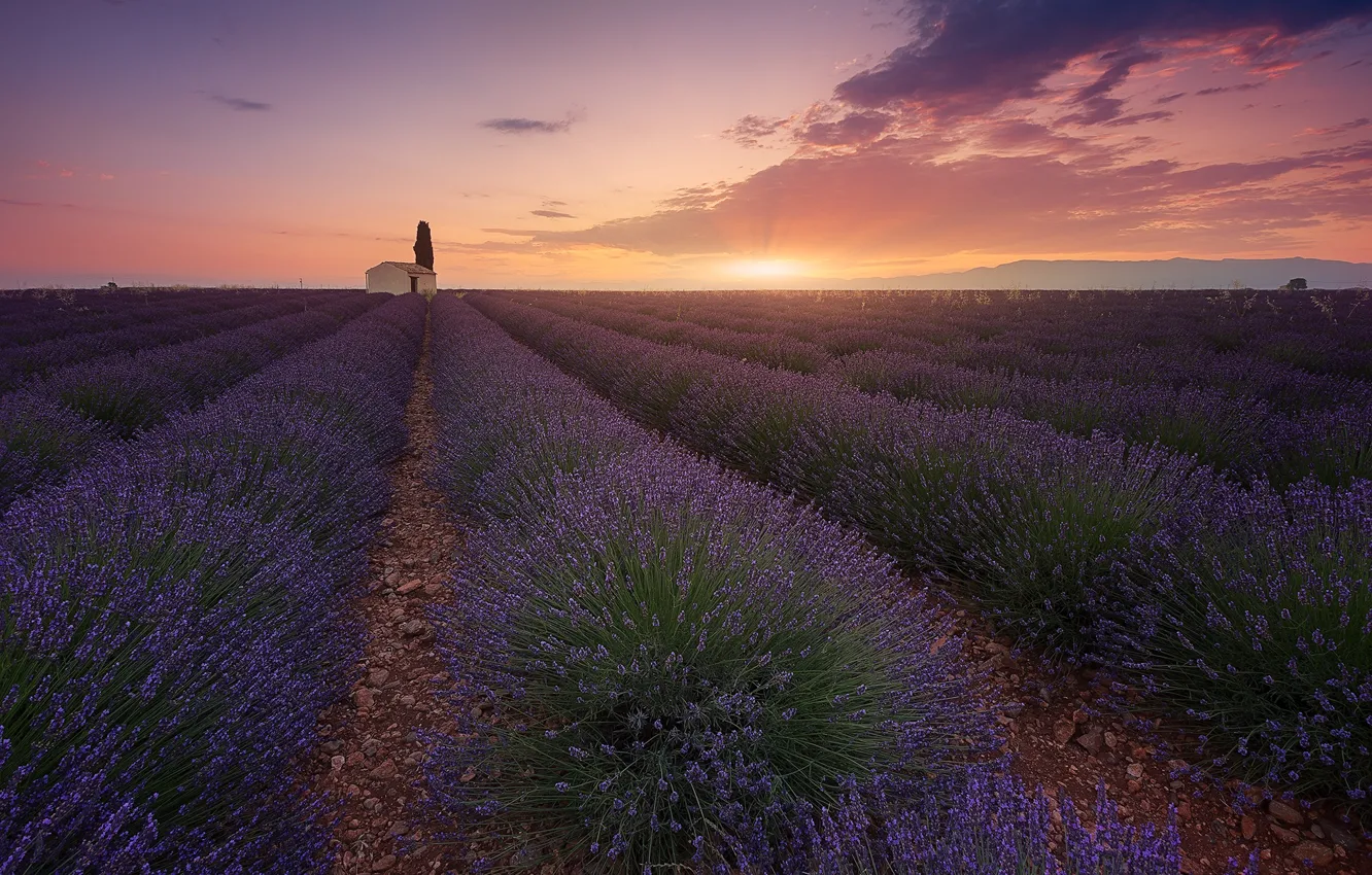 Photo wallpaper field, the sun, clouds, rays, sunset, flowers, tree, France