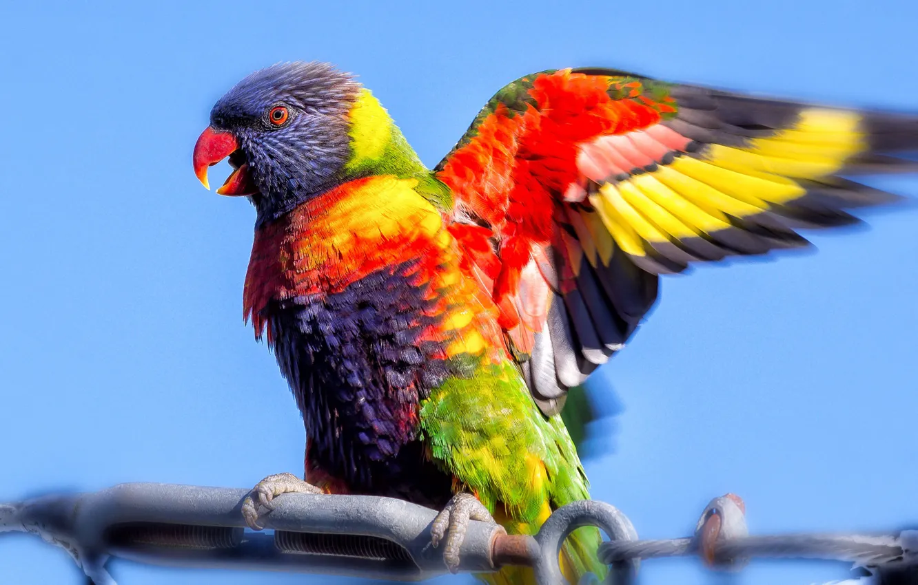Photo wallpaper bird, wings, parrot