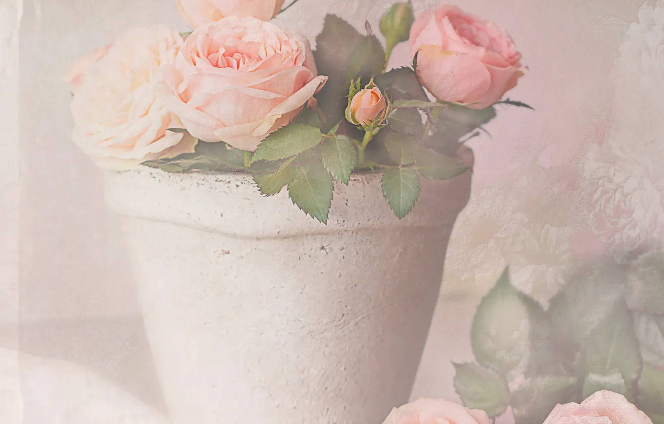 Photo wallpaper roses, pot, gentle