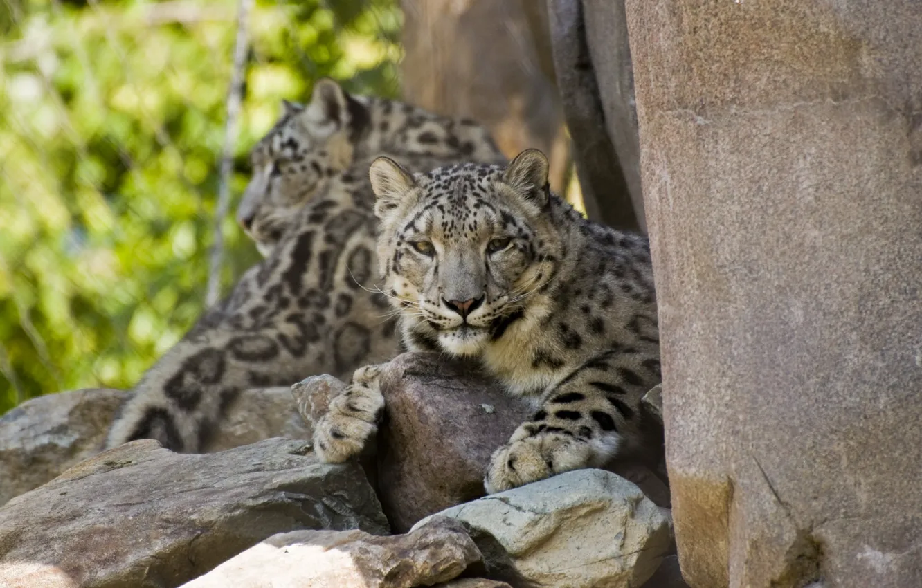 Photo wallpaper animal, wool, color, snow leopard, wild