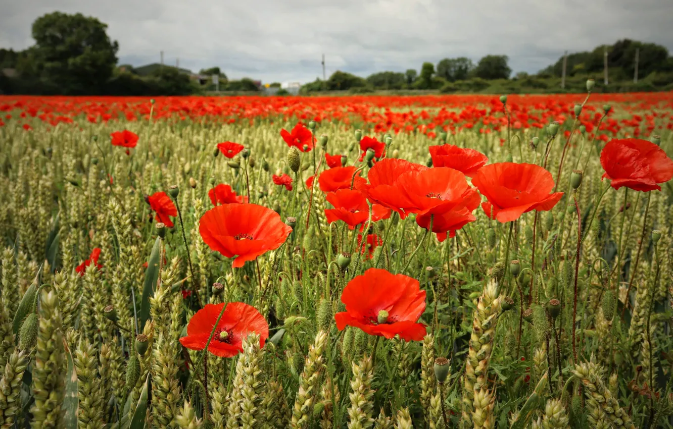 Photo wallpaper wheat, summer, the sky, clouds, trees, flowers, red, Maki
