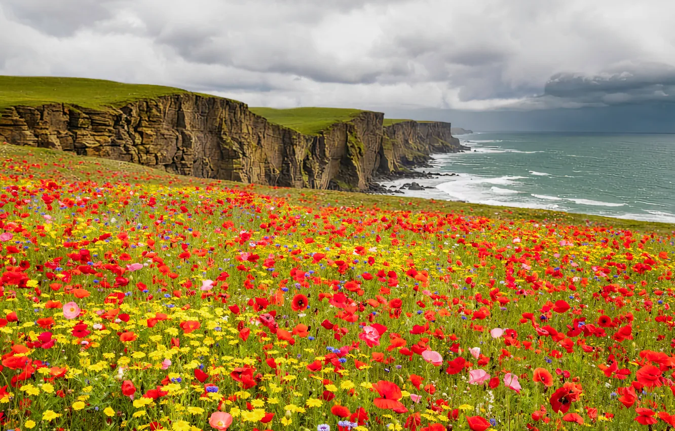 Photo wallpaper field, summer, the sky, flowers, red, Maki, poppy field