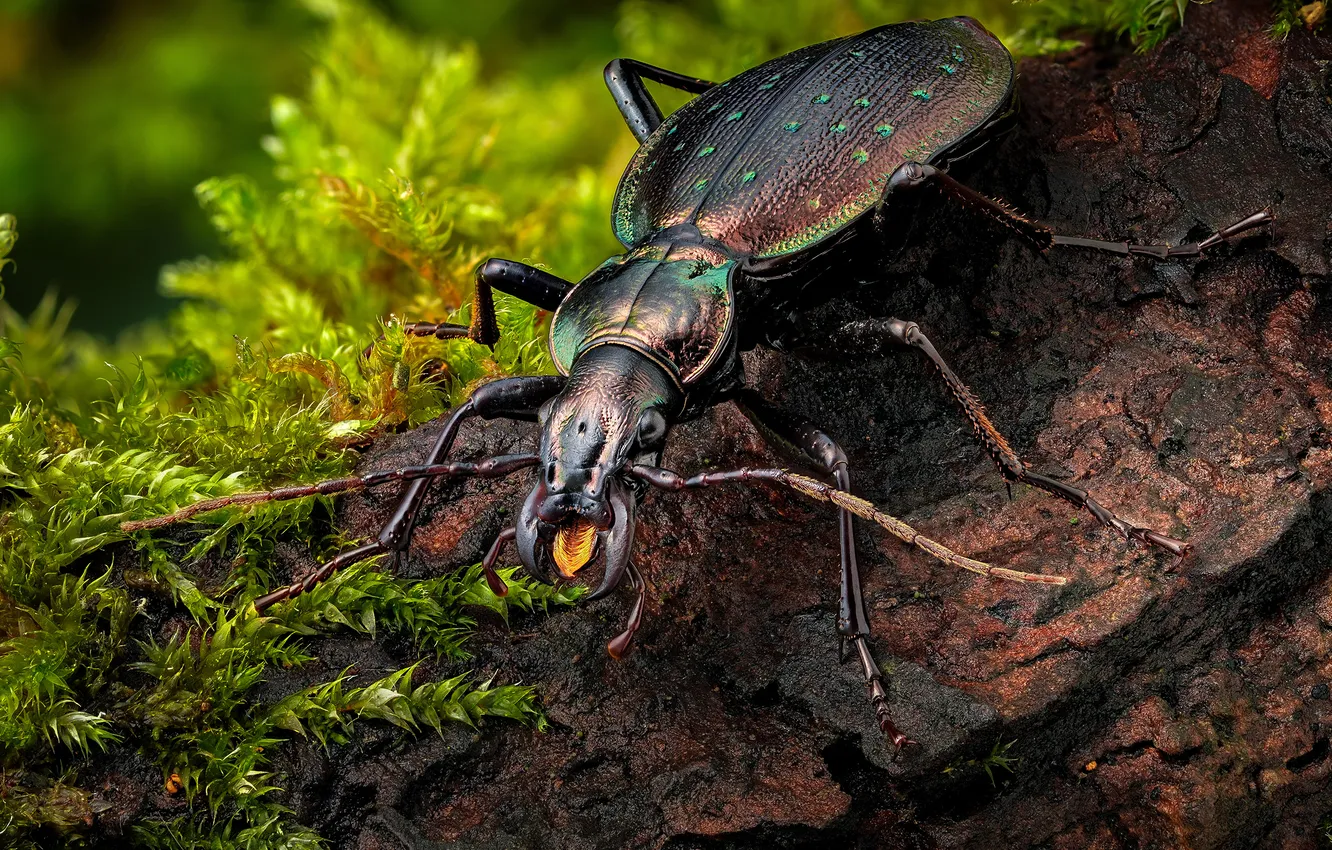 Photo wallpaper Insects, Closeup, Bugs