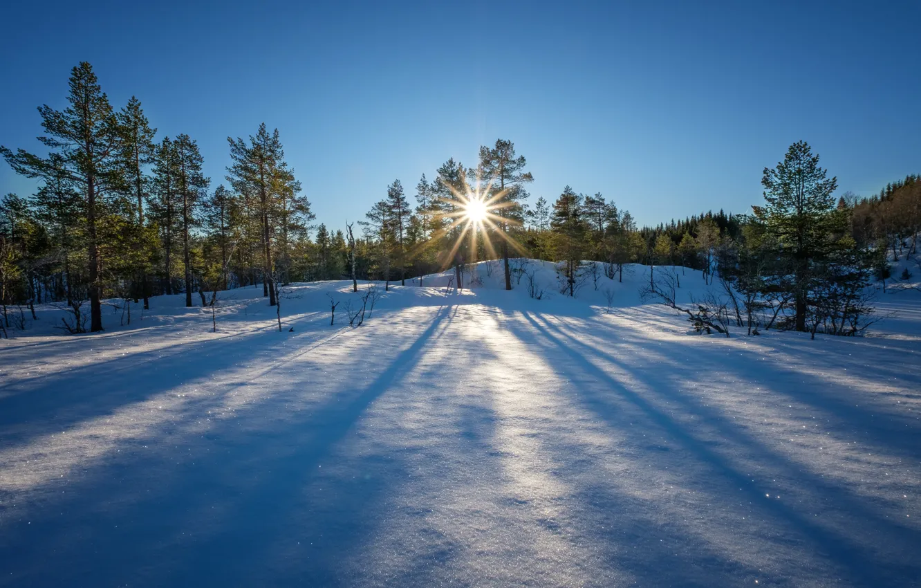 Photo wallpaper winter, forest, the sky, the sun, rays, snow, trees, dawn