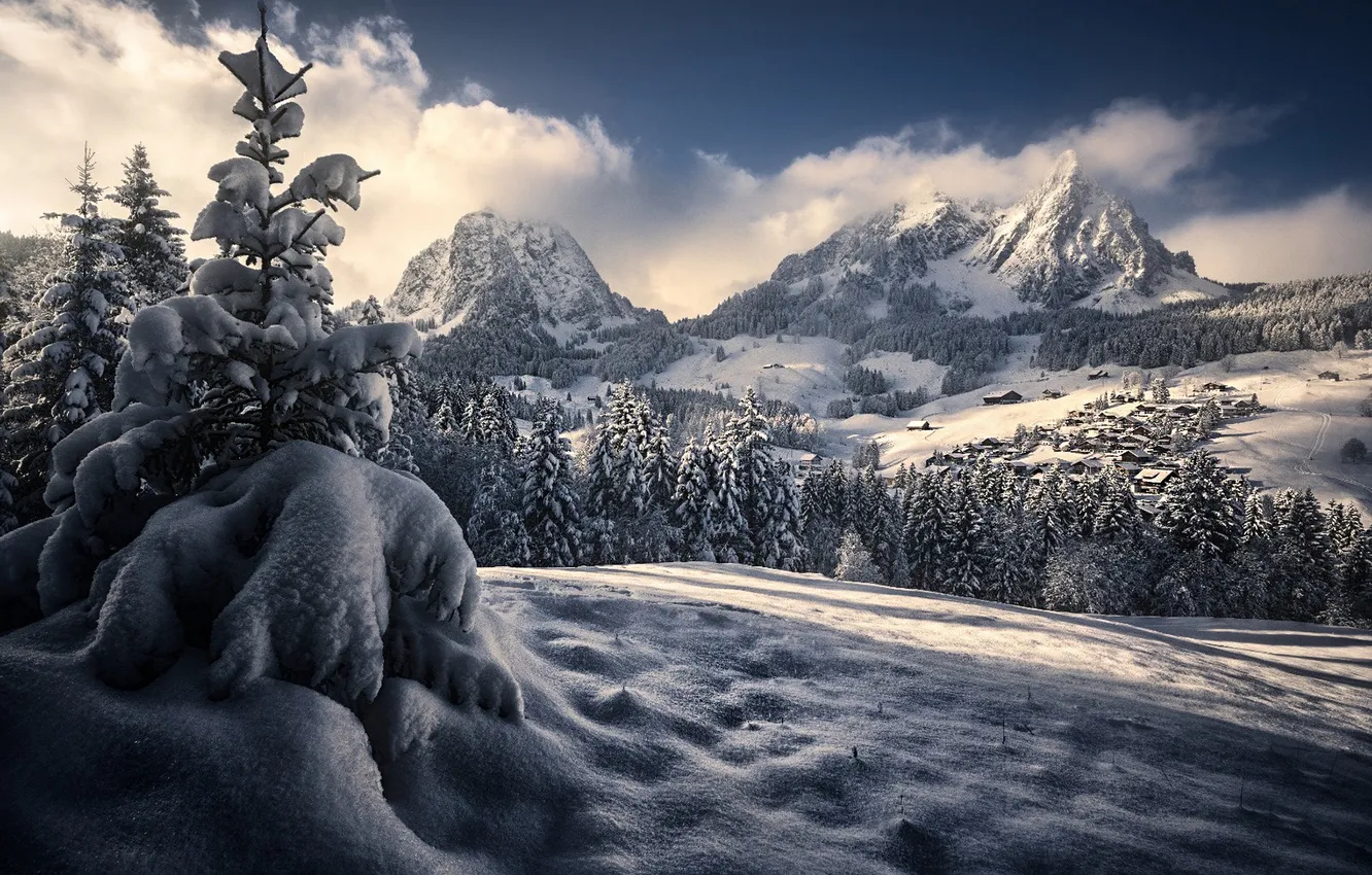 Photo wallpaper winter, frost, field, forest, clouds, light, snow, trees