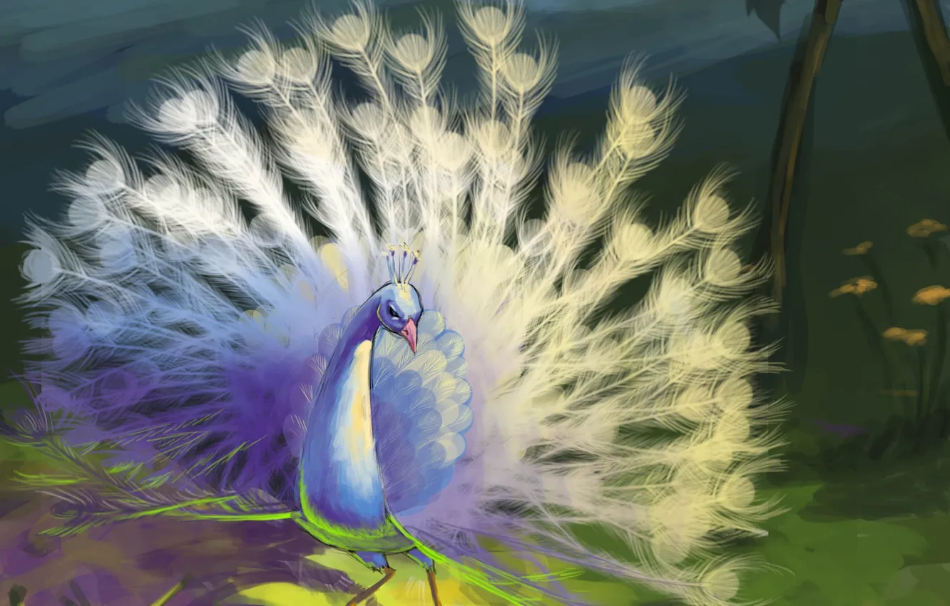 Photo wallpaper white, nature, bird, feathers, art, tail, peacock