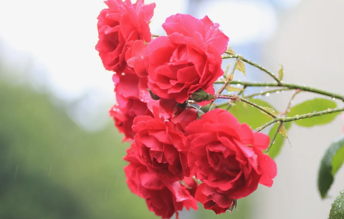 Photo wallpaper flowers, branches, roses, petals