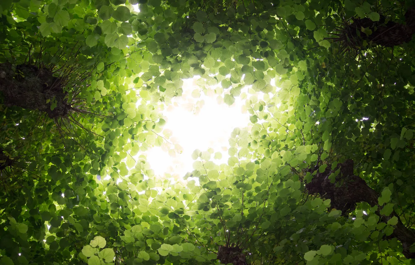 Photo wallpaper leaves, trees, nature