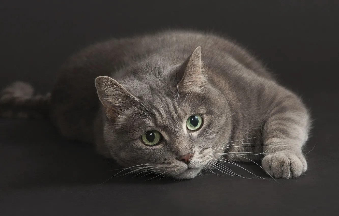 Photo wallpaper cat, look, grey, looks, grey background