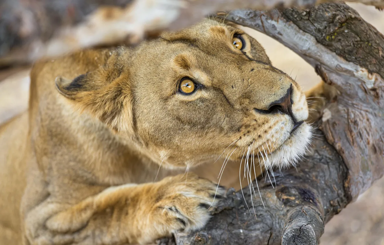 Photo wallpaper cat, look, face, tree, lioness, ©Tambako The Jaguar