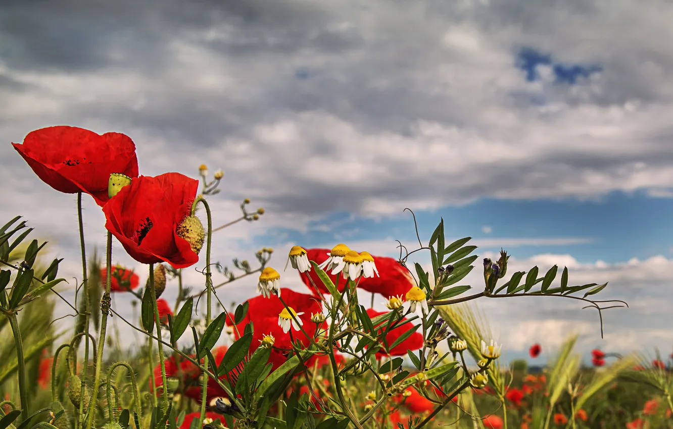 Photo wallpaper field, the sky, grass, clouds, Mac, chamomile, meadow