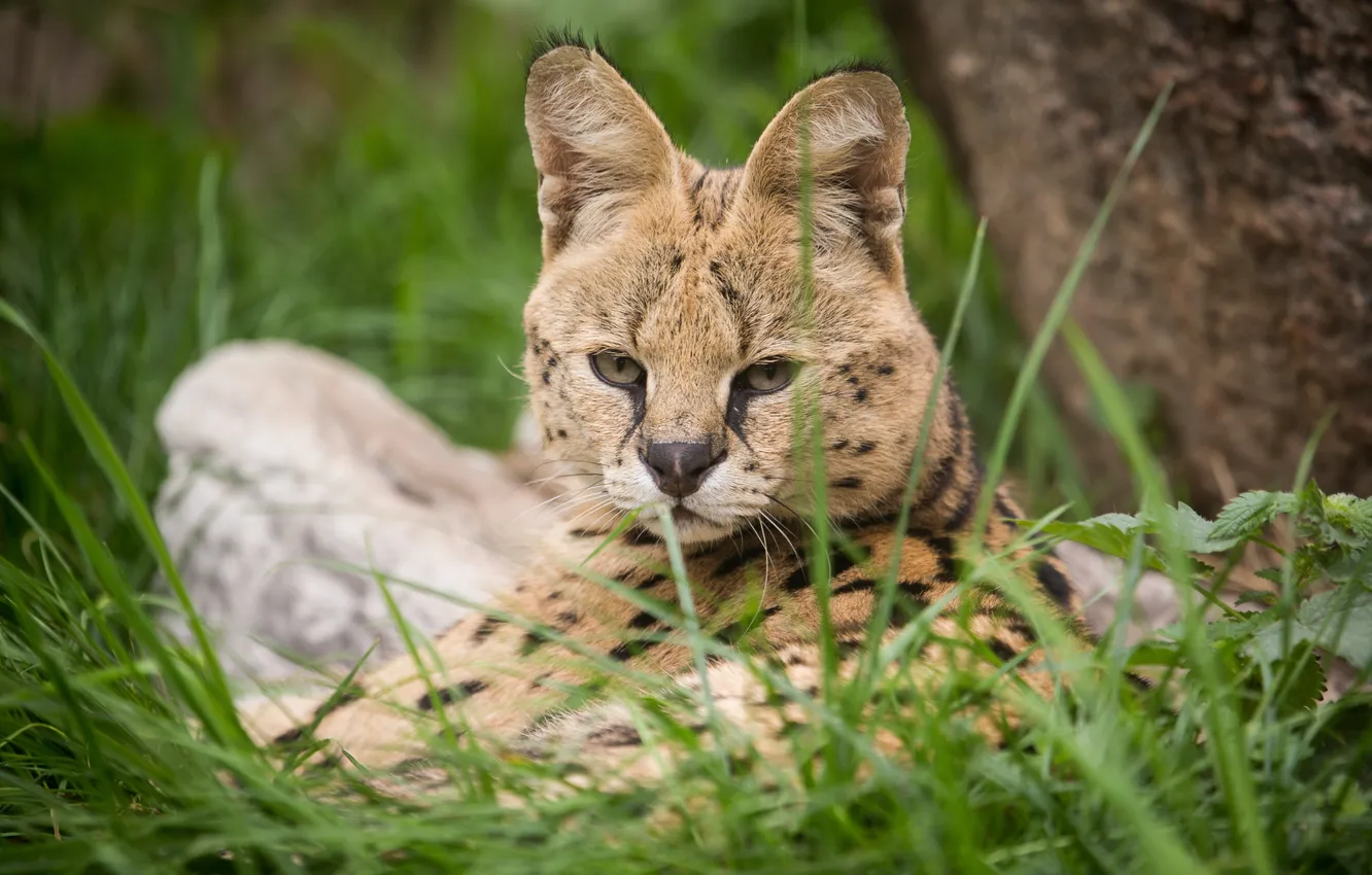 Photo wallpaper cat, grass, look, face, Serval