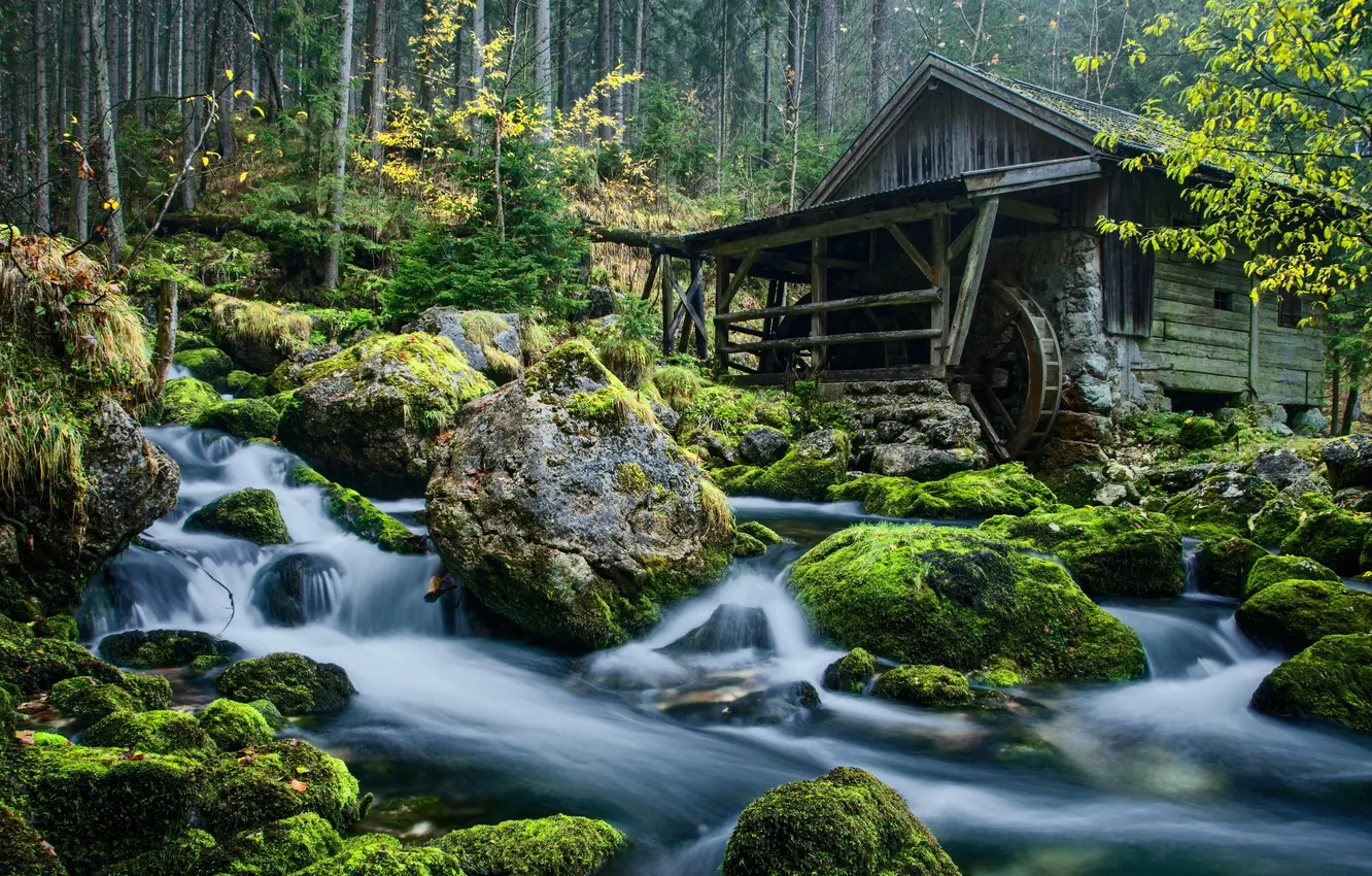 Photo wallpaper forest, landscape, river, The Mill