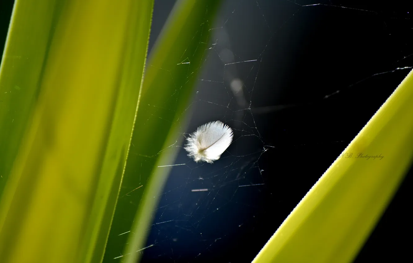 Photo wallpaper grass, leaves, a feather, gossamer