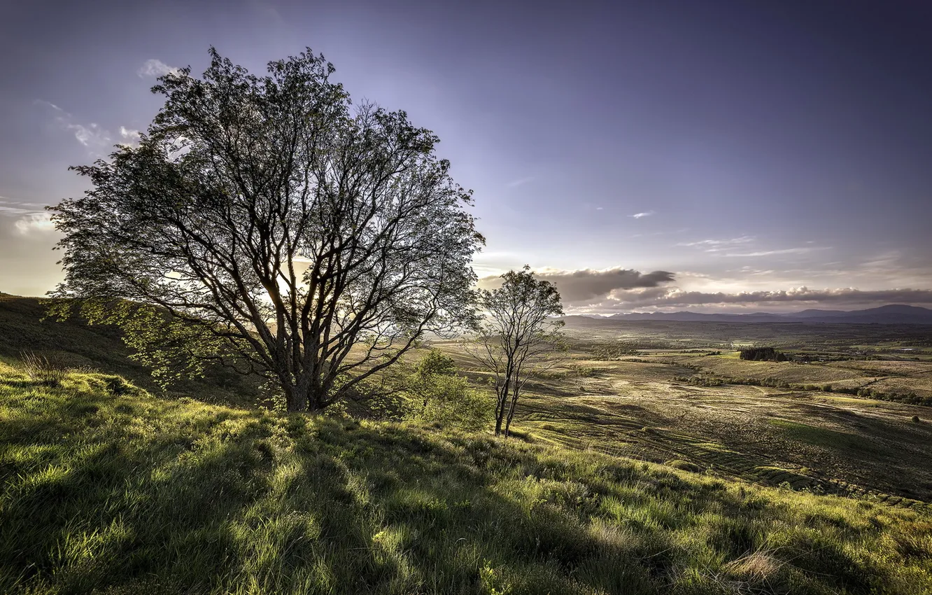 Photo wallpaper field, trees, landscape, morning
