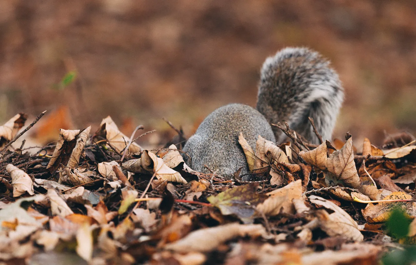 Photo wallpaper autumn, leaves, fluffy, protein, tail
