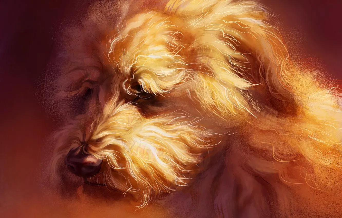 Photo wallpaper dog, wheaten Terrier, by Pixxus