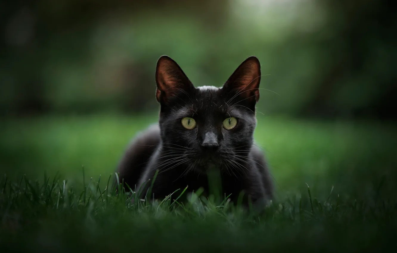 Photo wallpaper grass, look, background, muzzle, bokeh, cat, black cat