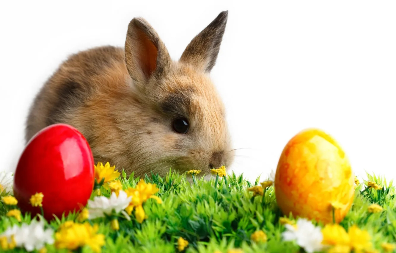 Photo wallpaper white, grass, flowers, background, animal, colored, eggs, rabbit